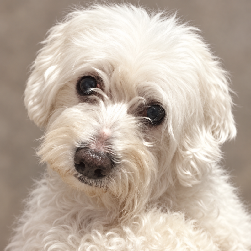 Petit chien blanc au regard doux